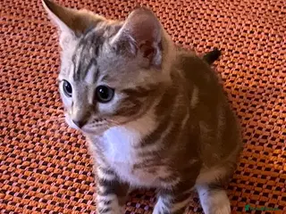 Mixed Breed cats Mixed breed bengal kitten - Advert 1