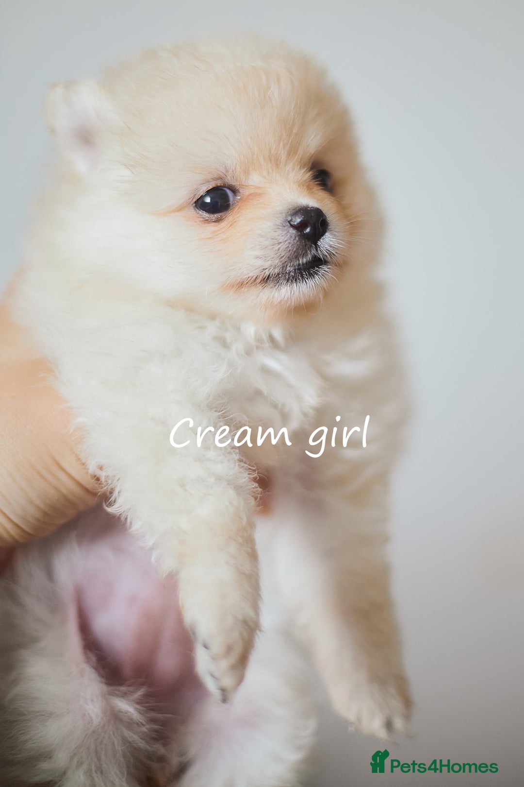 Pomeranian dogs for sale: KC Pomeranian puppies (Korean lines) - Image 19