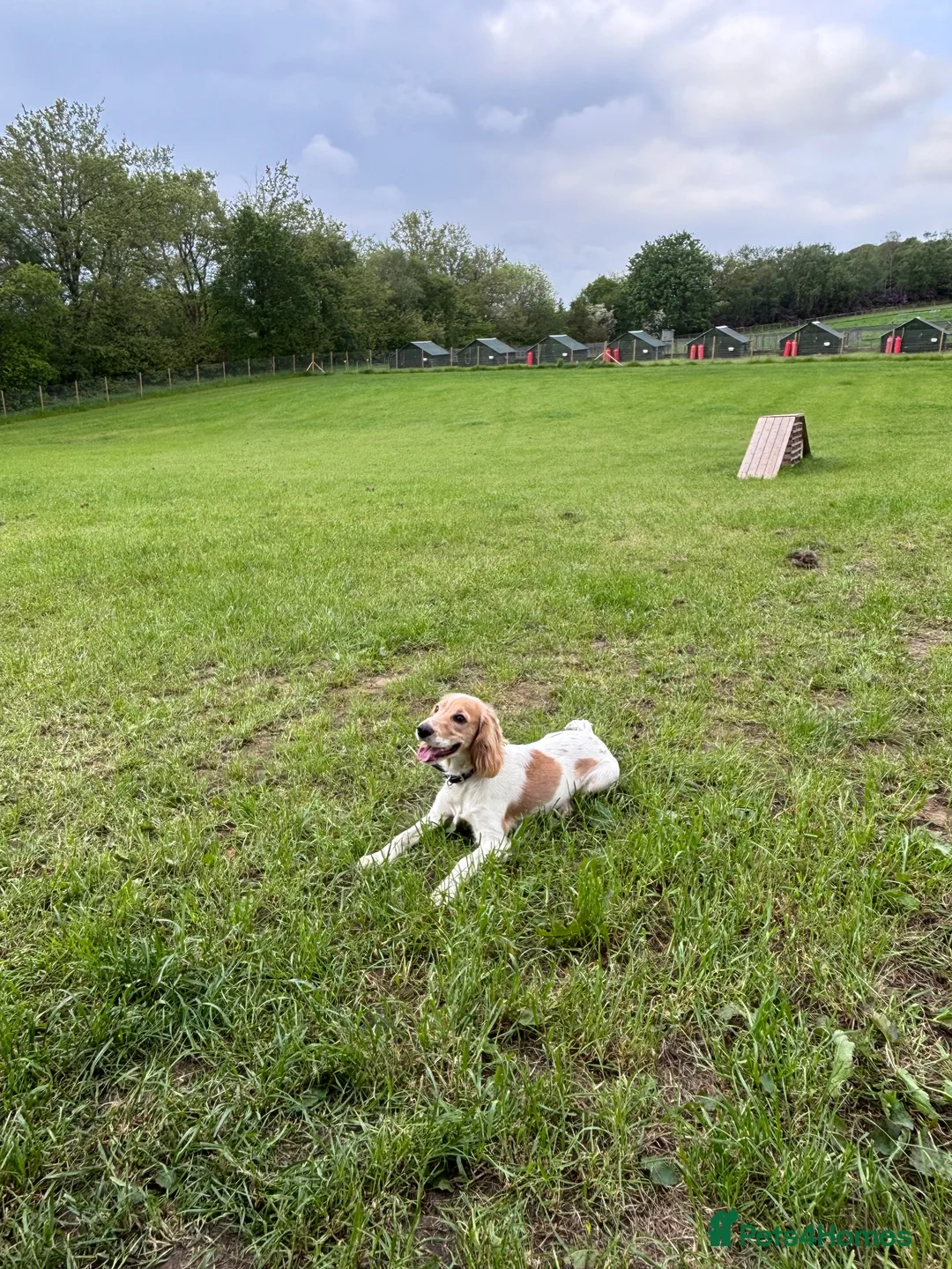 Cocker Spaniel dogs for sale: Cocker spaniel  - Advert 4