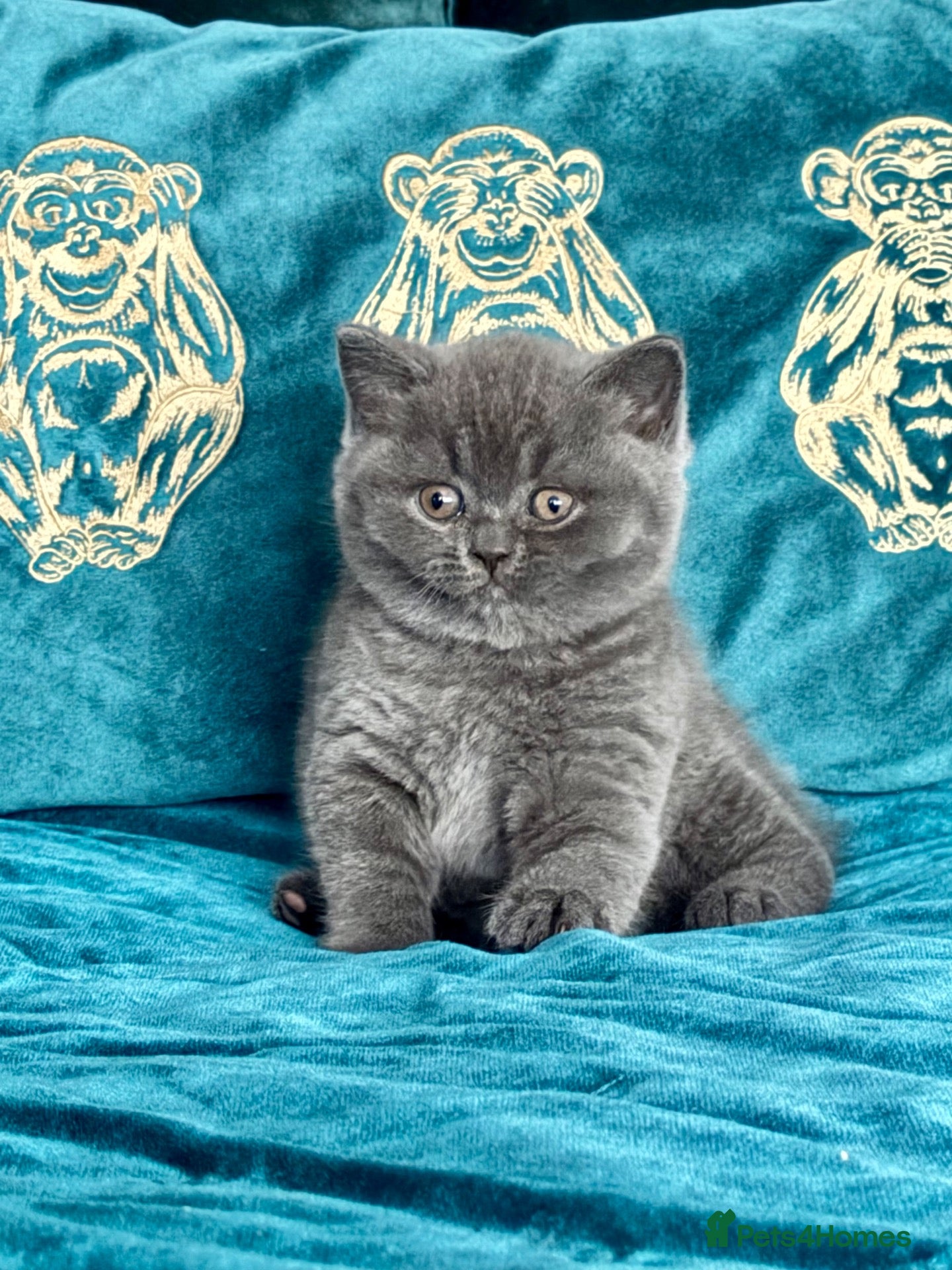 British Shorthair cats GCCF Blue Boy – Sweet & Cuddly 🥰 🐾 - Advert 2