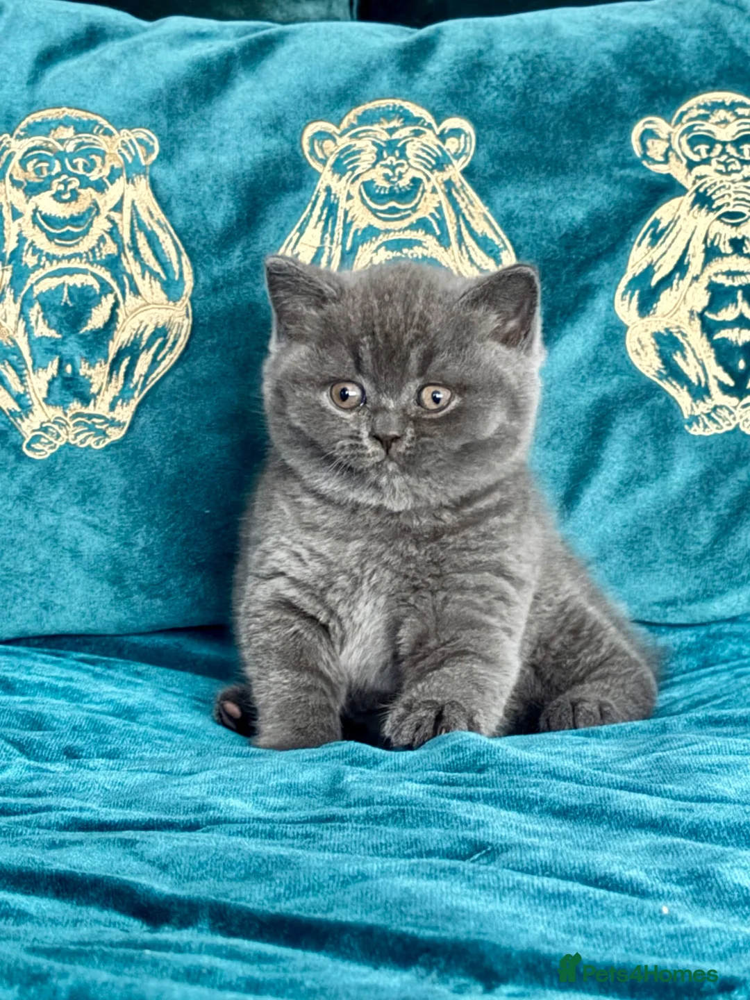 British Shorthair cats for sale: GCCF Blue Boy – Sweet & Cuddly 🥰 🐾 - Advert 1