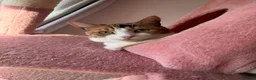 British Shorthair cats for sale: Beautiful Calico Female Cat Vaccinated  - Advert 6
