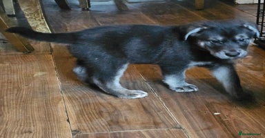 Mixed Breed dogs German sheperd x lab  - Advert 2