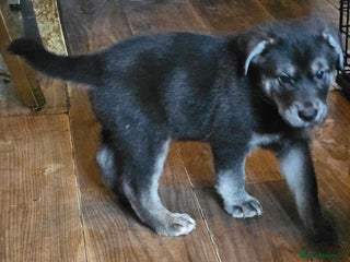 Mixed Breed dogs German sheperd x lab - Advert 14