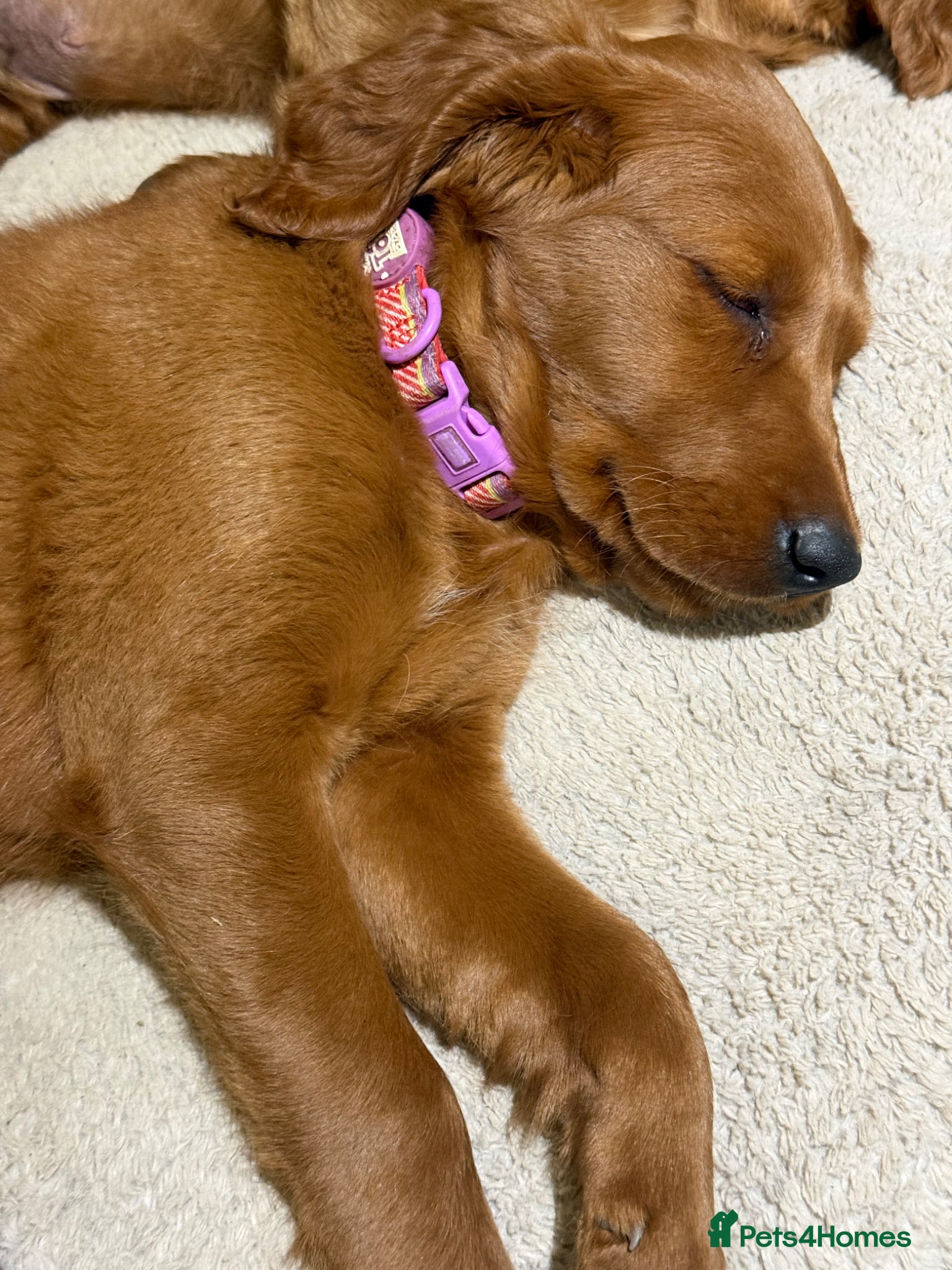 Goldendoodle dogs Goldendoodle girl pup ready to leave standard  - Advert 2