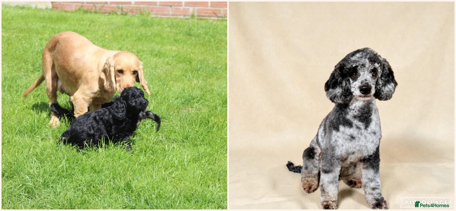 Cockapoo dogs Beautiful Cockapoo puppies for sale  - Advert 2