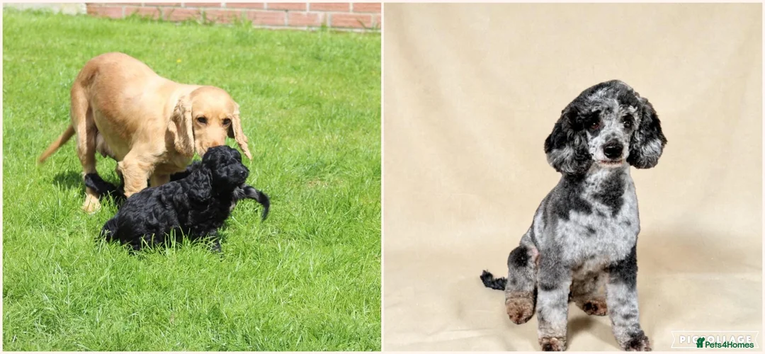 Cockapoo dogs for sale: Beautiful Cockapoo puppies for sale  - Advert 2
