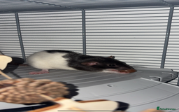 Rat rodents for sale: Female rats with cage and accessories  - Image 4