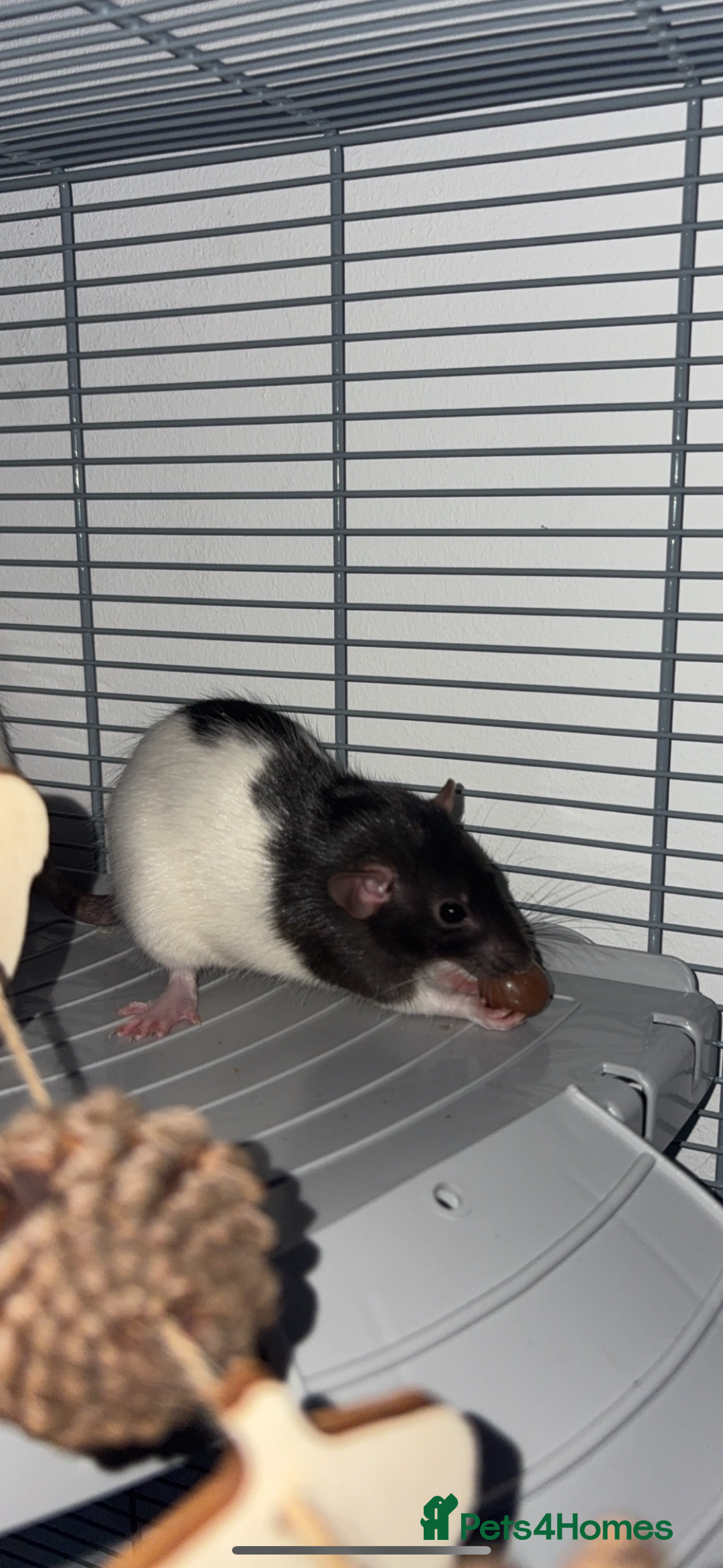 Rat rodents for sale: Female rats with cage and accessories  - Image 4
