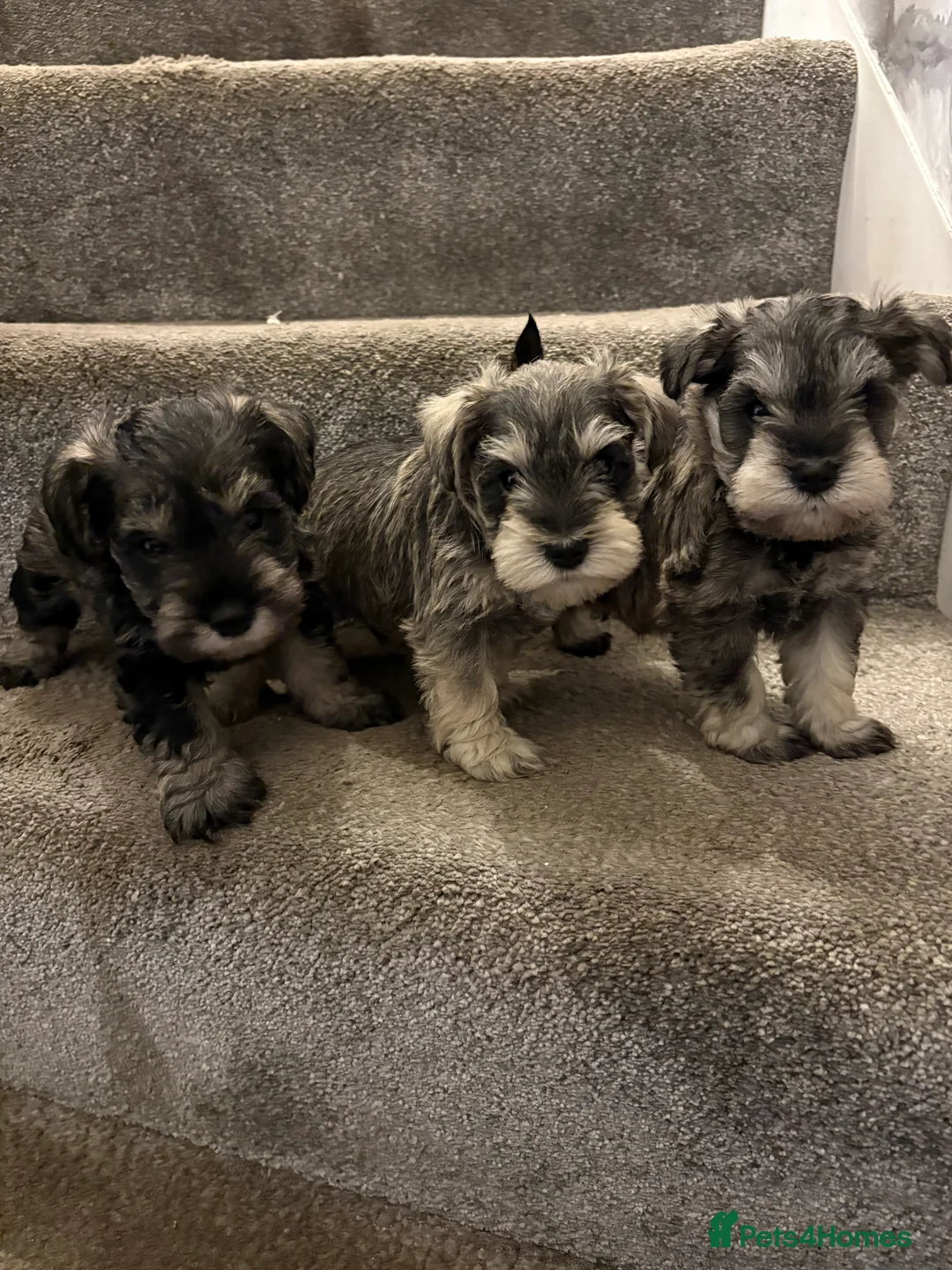 Miniature Schnauzer dogs for sale: Cutest mini schnauzers - Advert 2