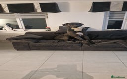 Great Dane dogs for stud: Great dane stud in Glasgow - Image 9