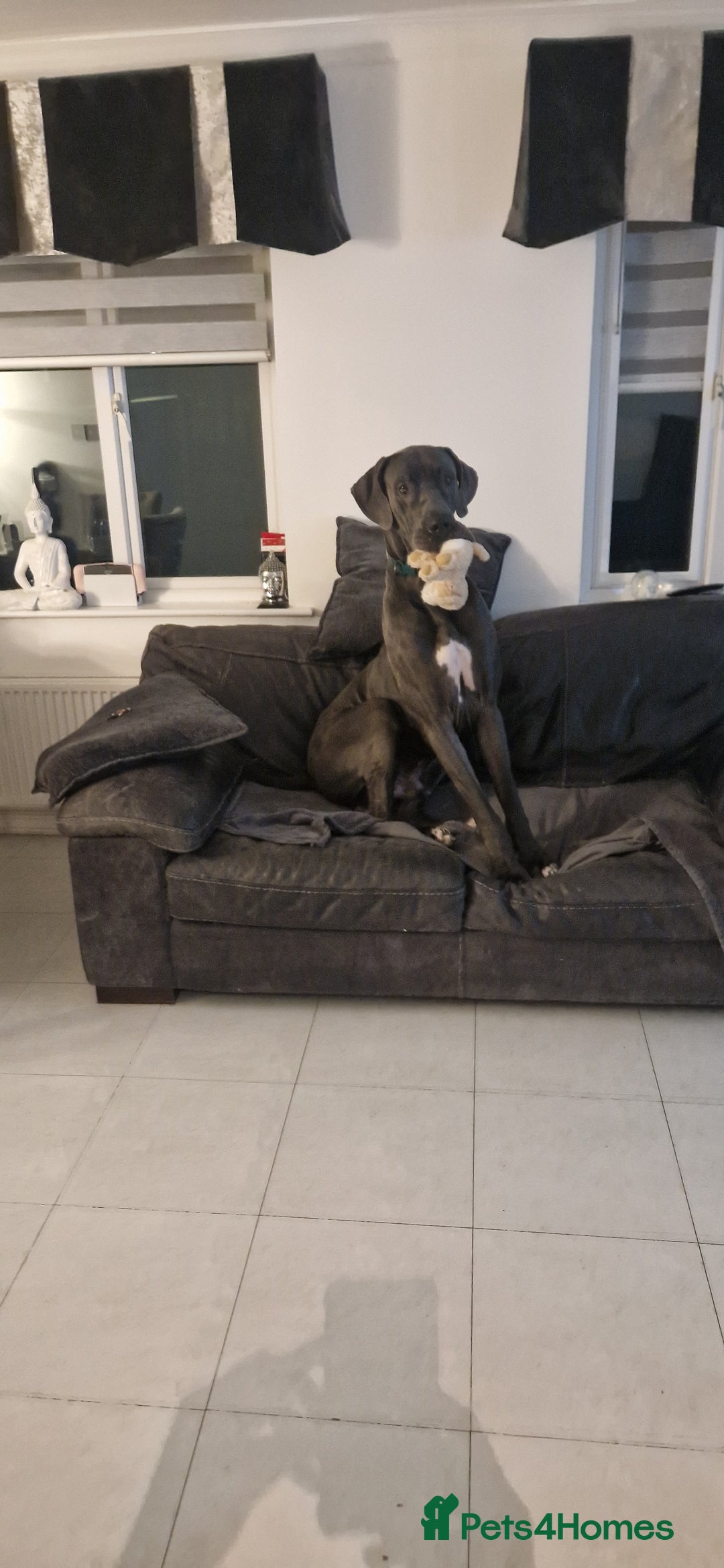 Great Dane dogs for stud: Great dane stud in Glasgow - Image 9