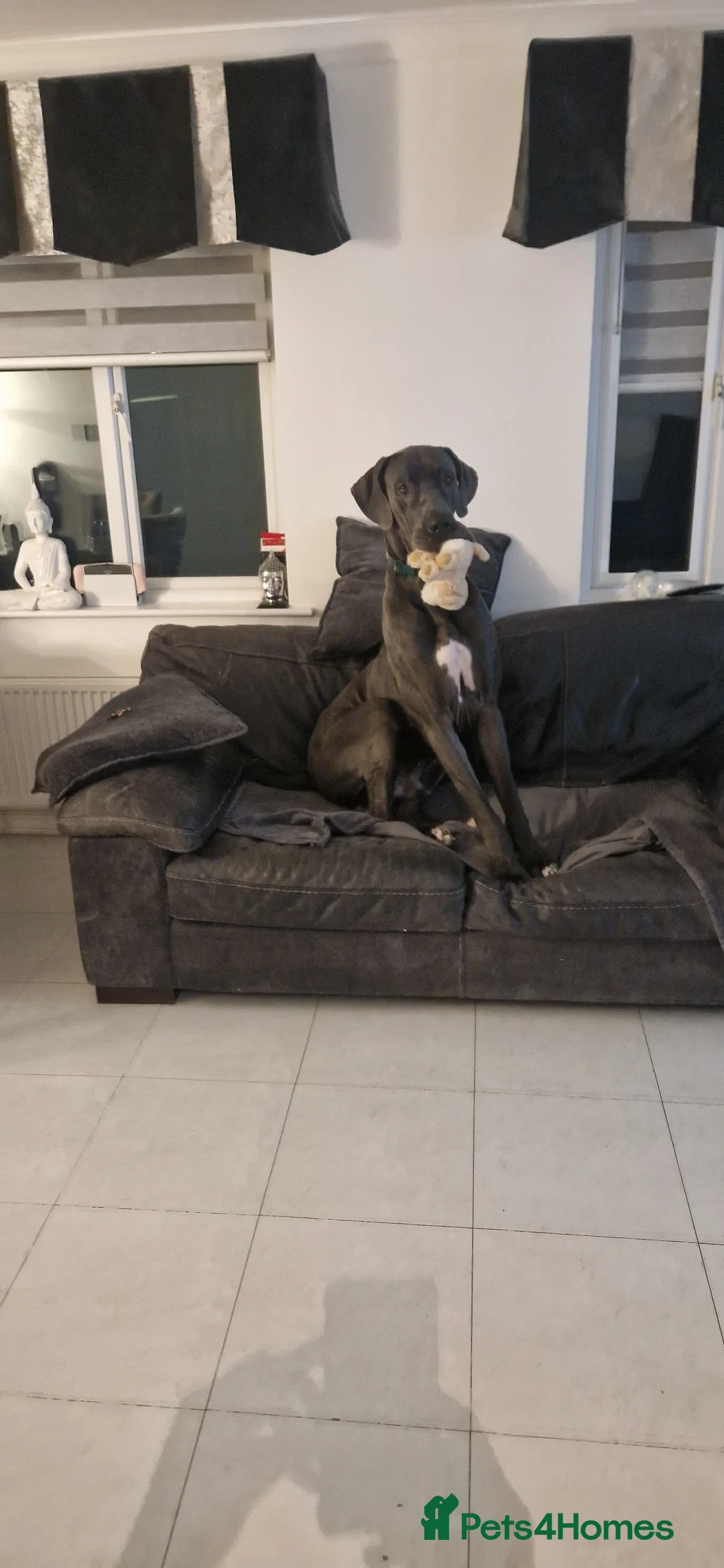 Great Dane dogs for stud: Great dane stud in Glasgow - Advert 9