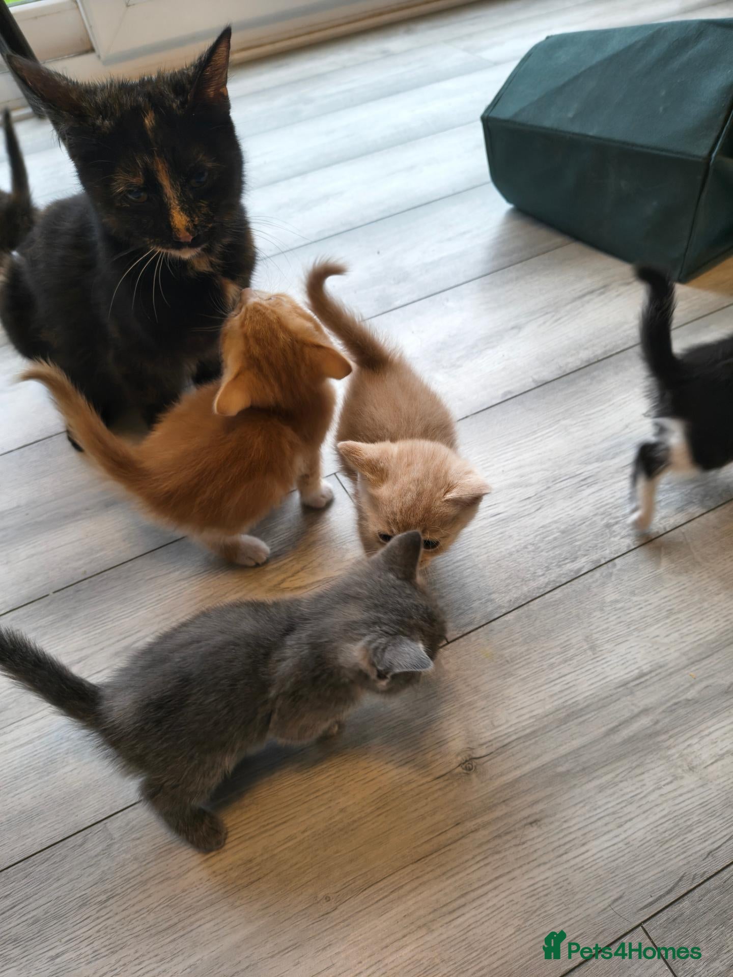 Mixed Breed cats Kittens for sale  - Advert 1