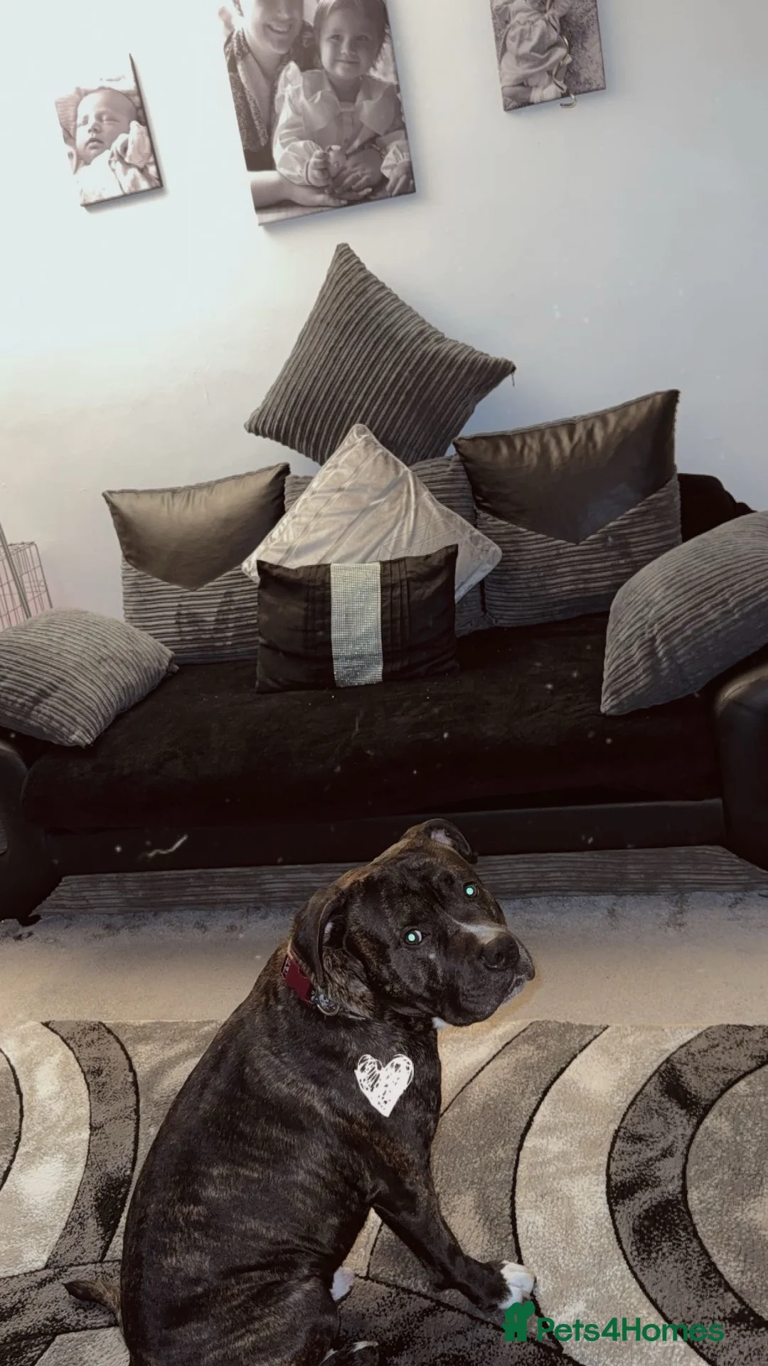 Mixed Breed dogs for sale: XL BULLY X STAFF - Advert 2