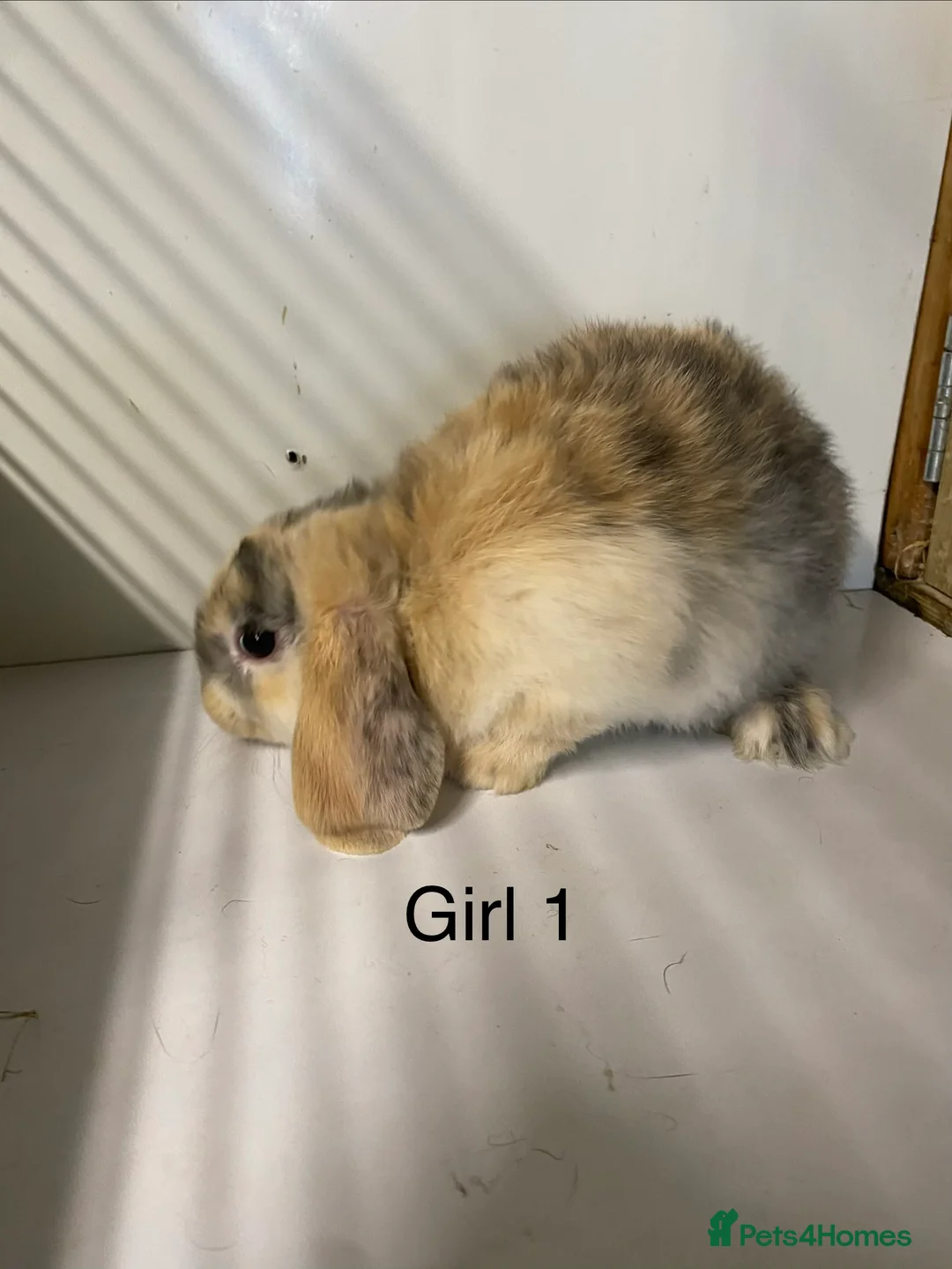 Mini Lop rabbits for sale: Beautiful Mini Lop bunnies  - Advert 7