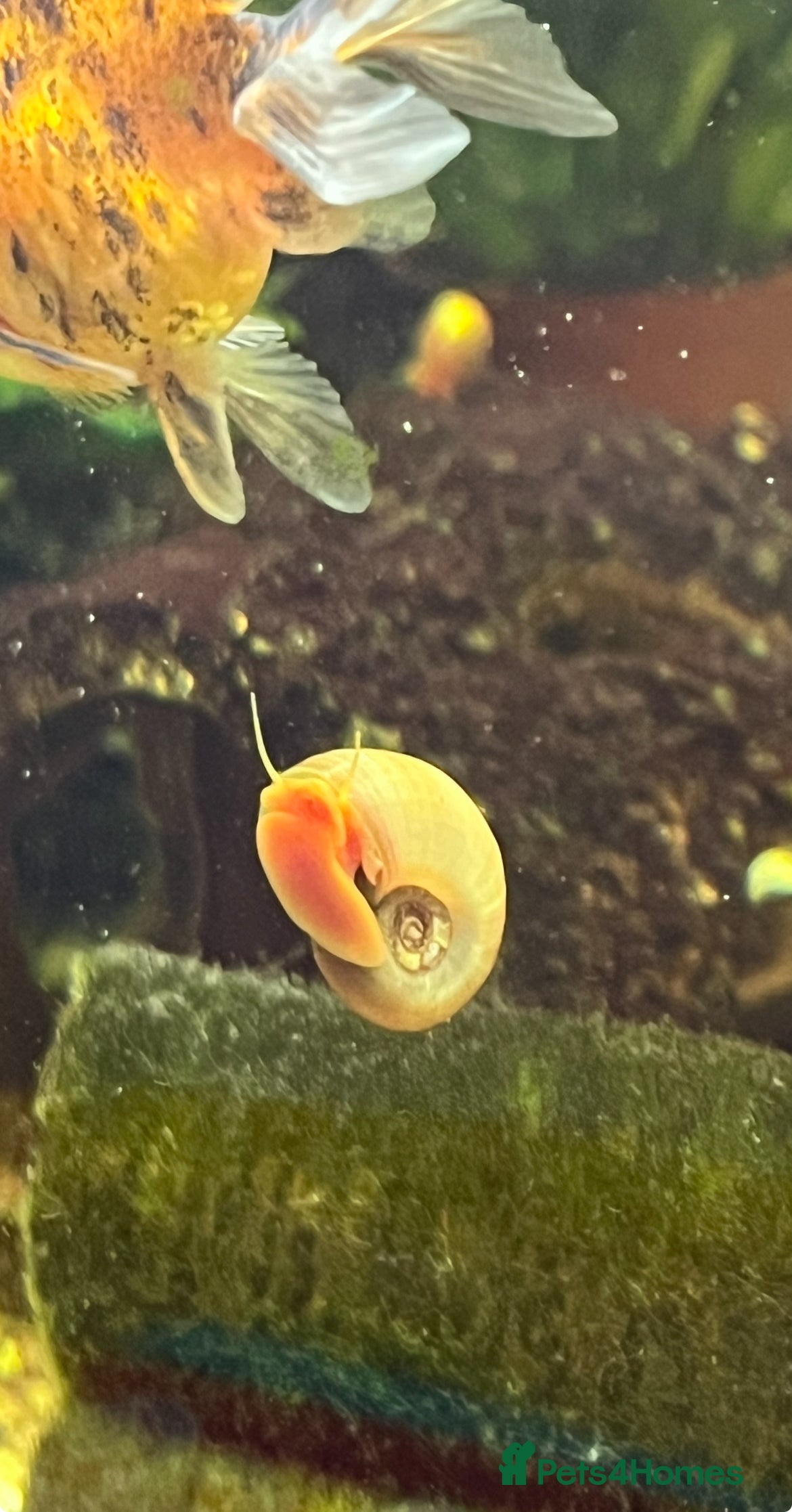 Snails fish Ramshorn Snails  - Advert 1