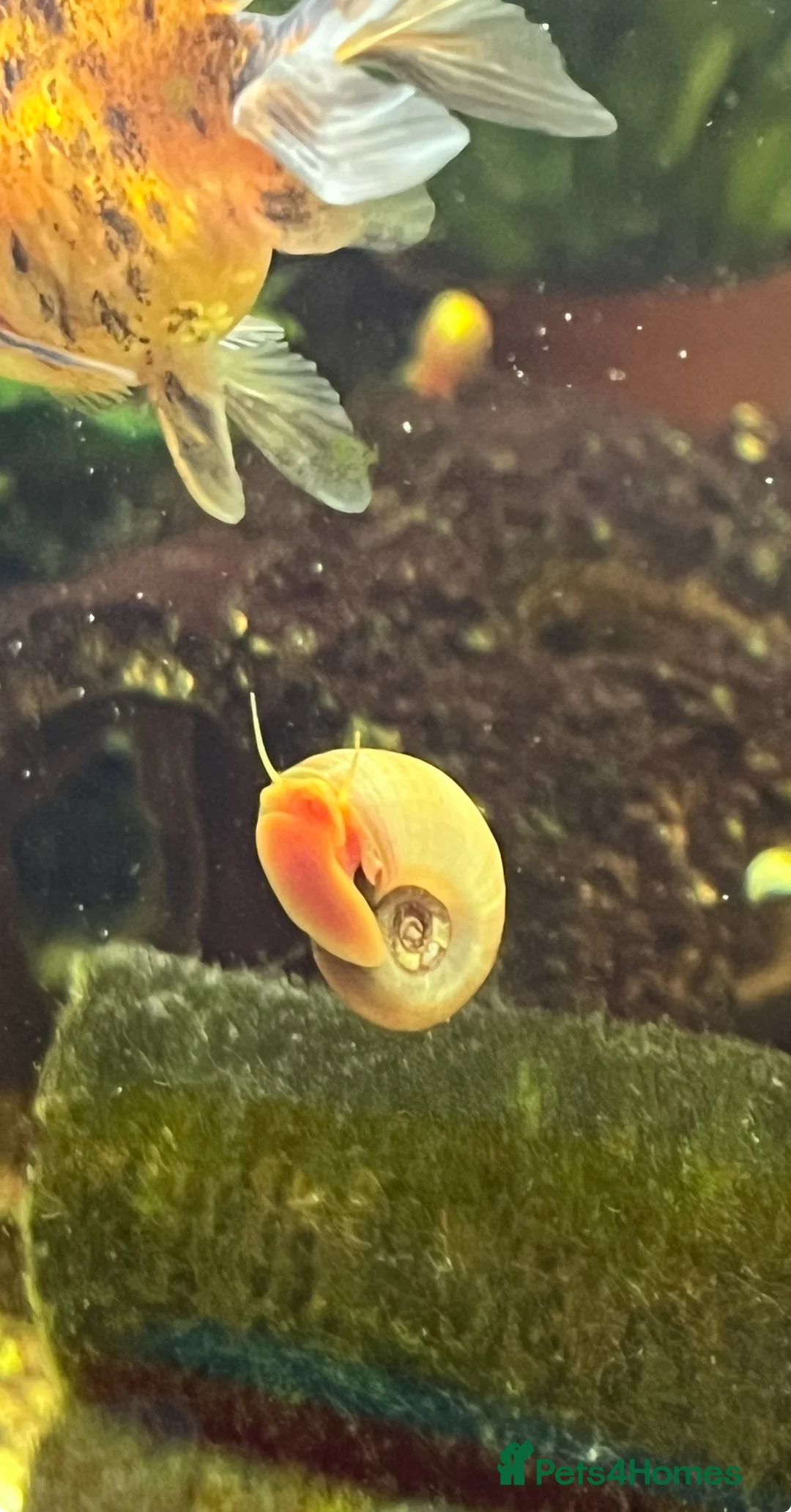 Snails fish for sale: Ramshorn Snails  - Advert 1