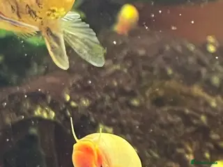 Snails fish Ramshorn Snails - Advert 1