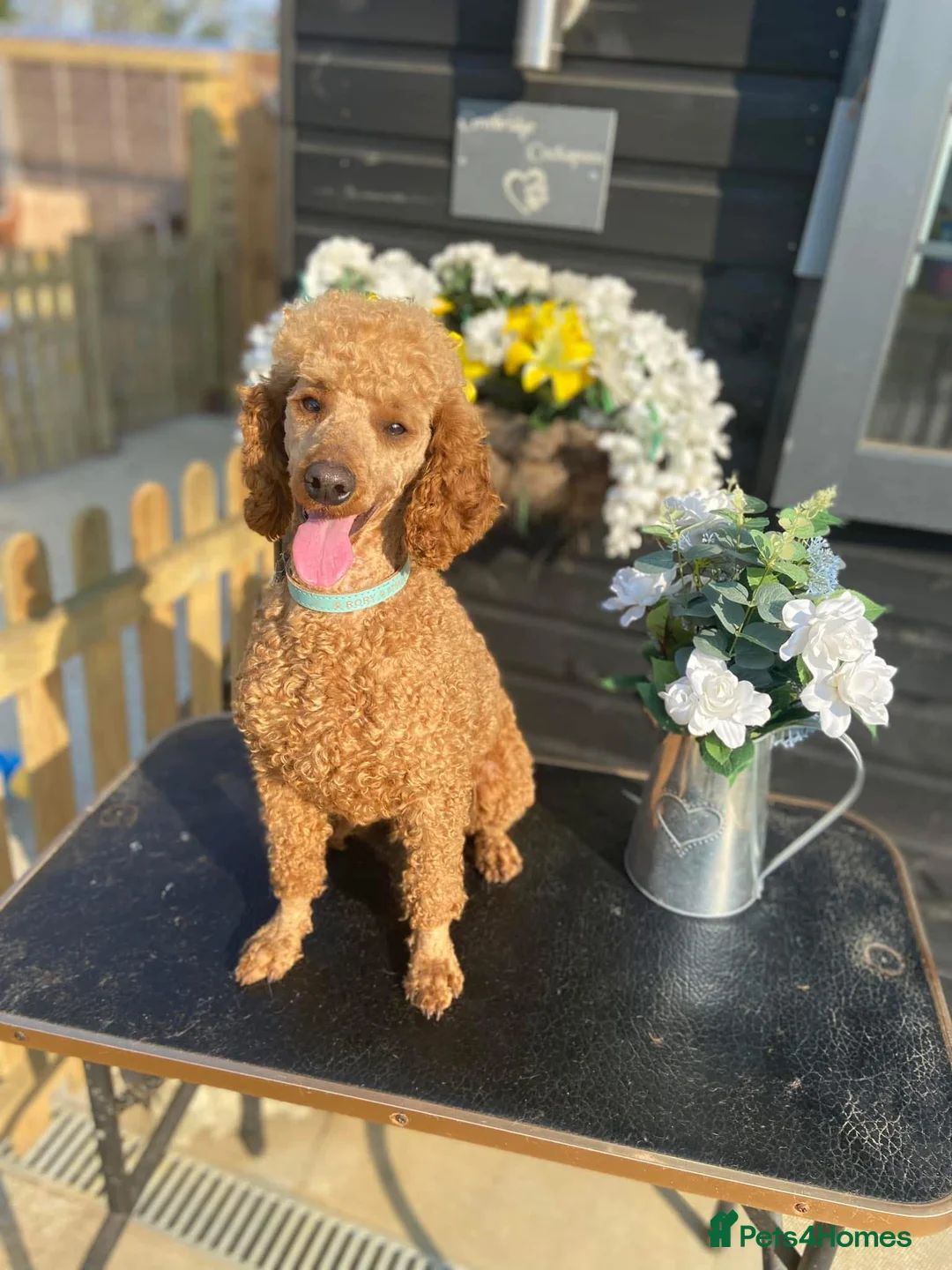 Cockapoo dogs for sale: *Hereditary clear Cockapoo Puppies 💜🐶* - Advert 12