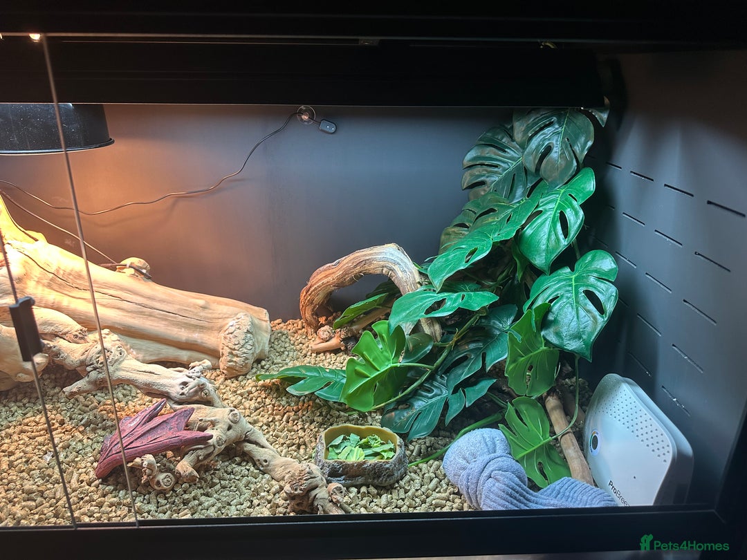 Bearded Dragon reptiles for sale: Red Bearded Dragon+Full working setup+Live food - Image 7