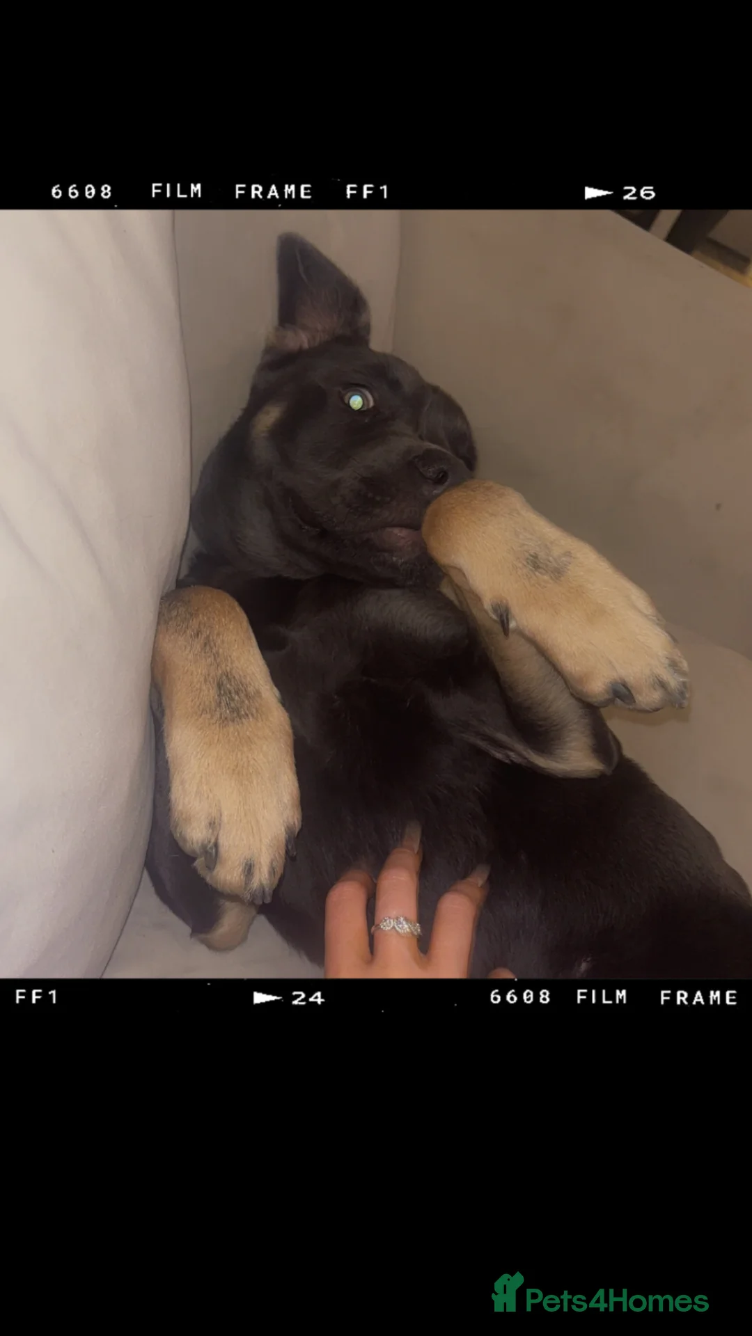 Mixed Breed dogs for sale: Dispy in Bedford - Advert 1