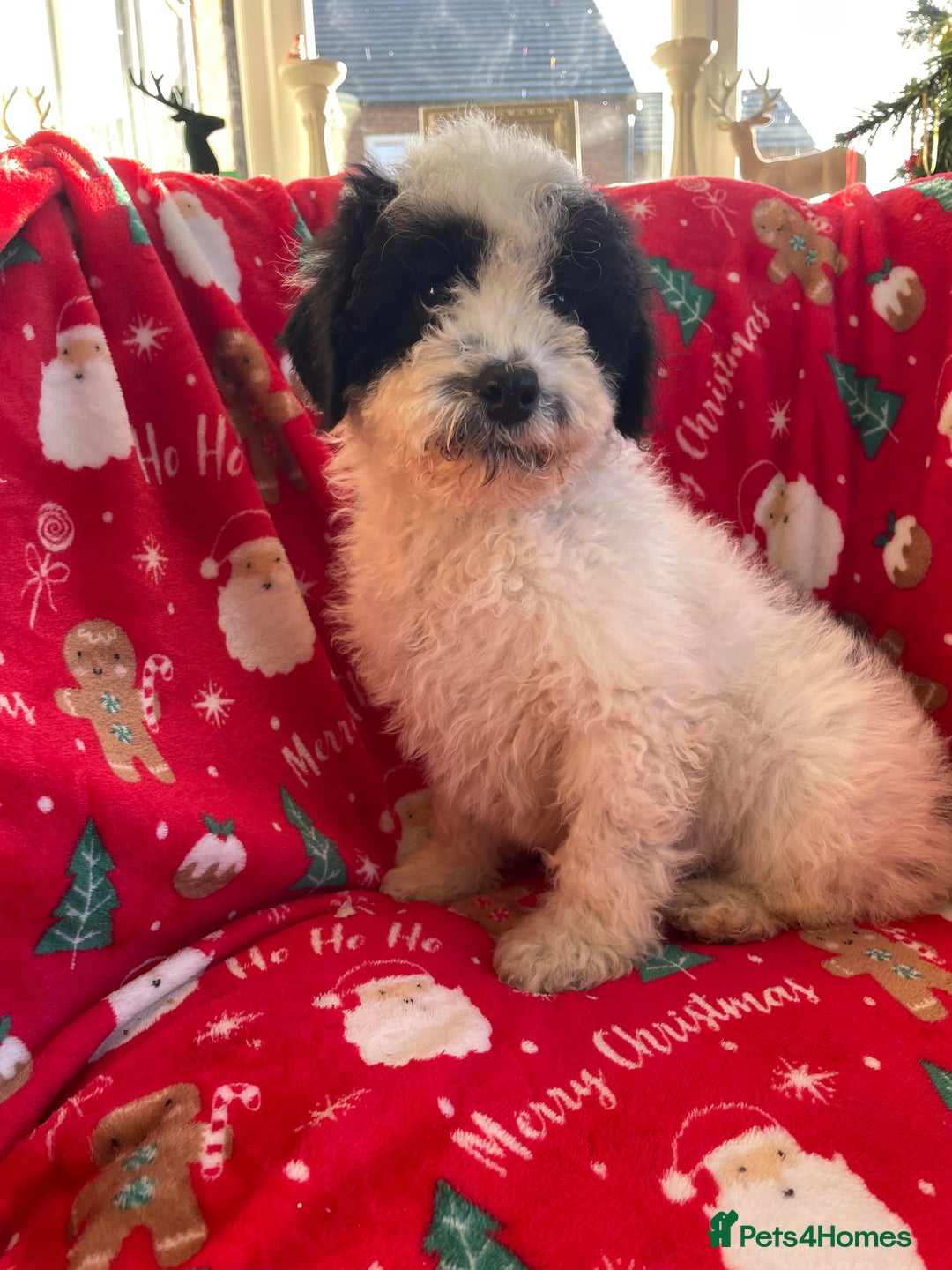 Mixed Breed dogs for sale: 🌟🌟Stunning Australian Cavapoo Puppies 🩷💙 m - Advert 14