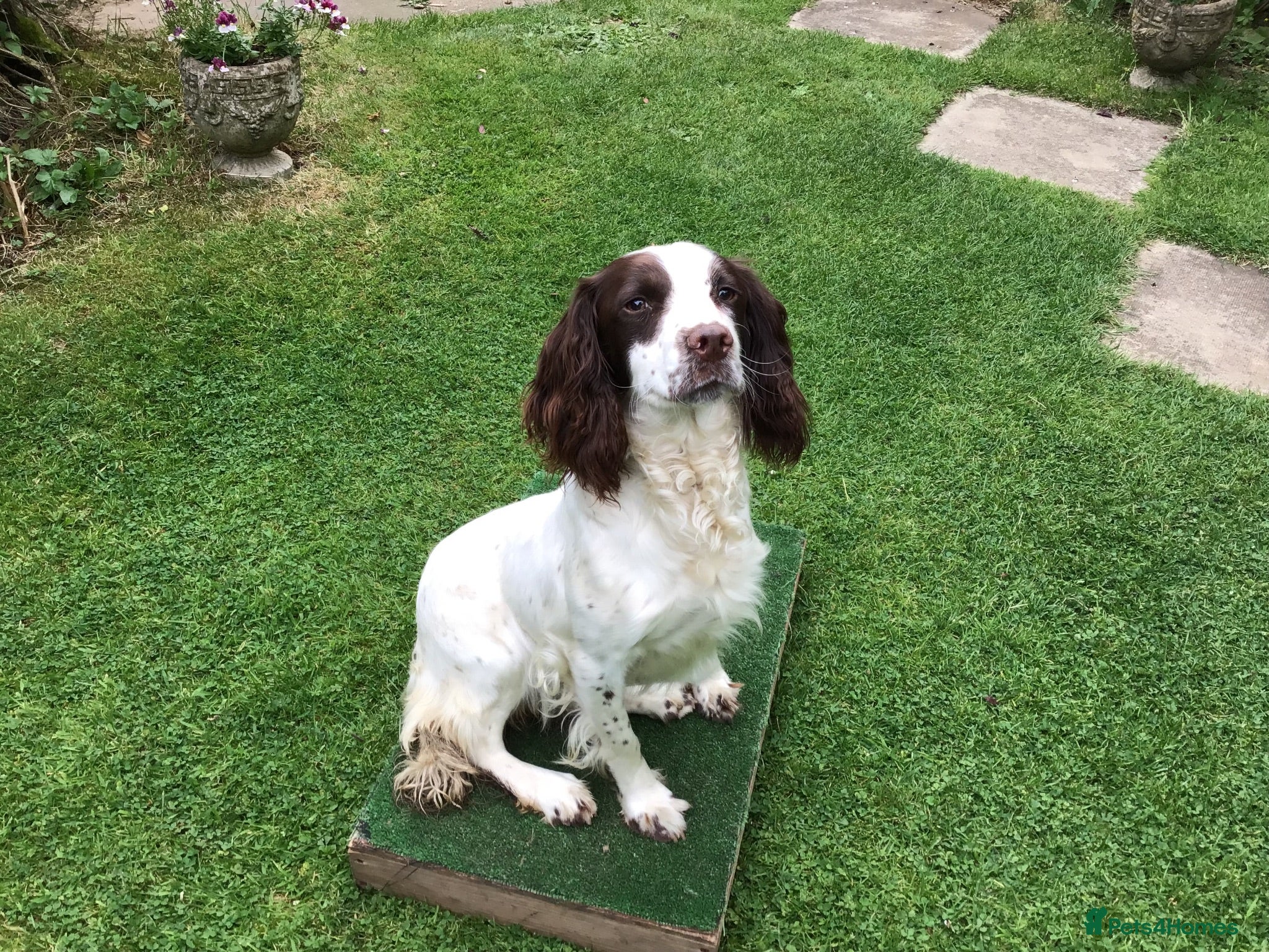 English Springer Spaniel dogs Springer Puppies for Sale - Advert 1