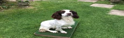 English Springer Spaniel dogs for sale: Springer Puppies for Sale - Advert 1