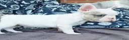 French Bulldog dogs for sale: Stunning White/pied French Bulldogs - Advert 7