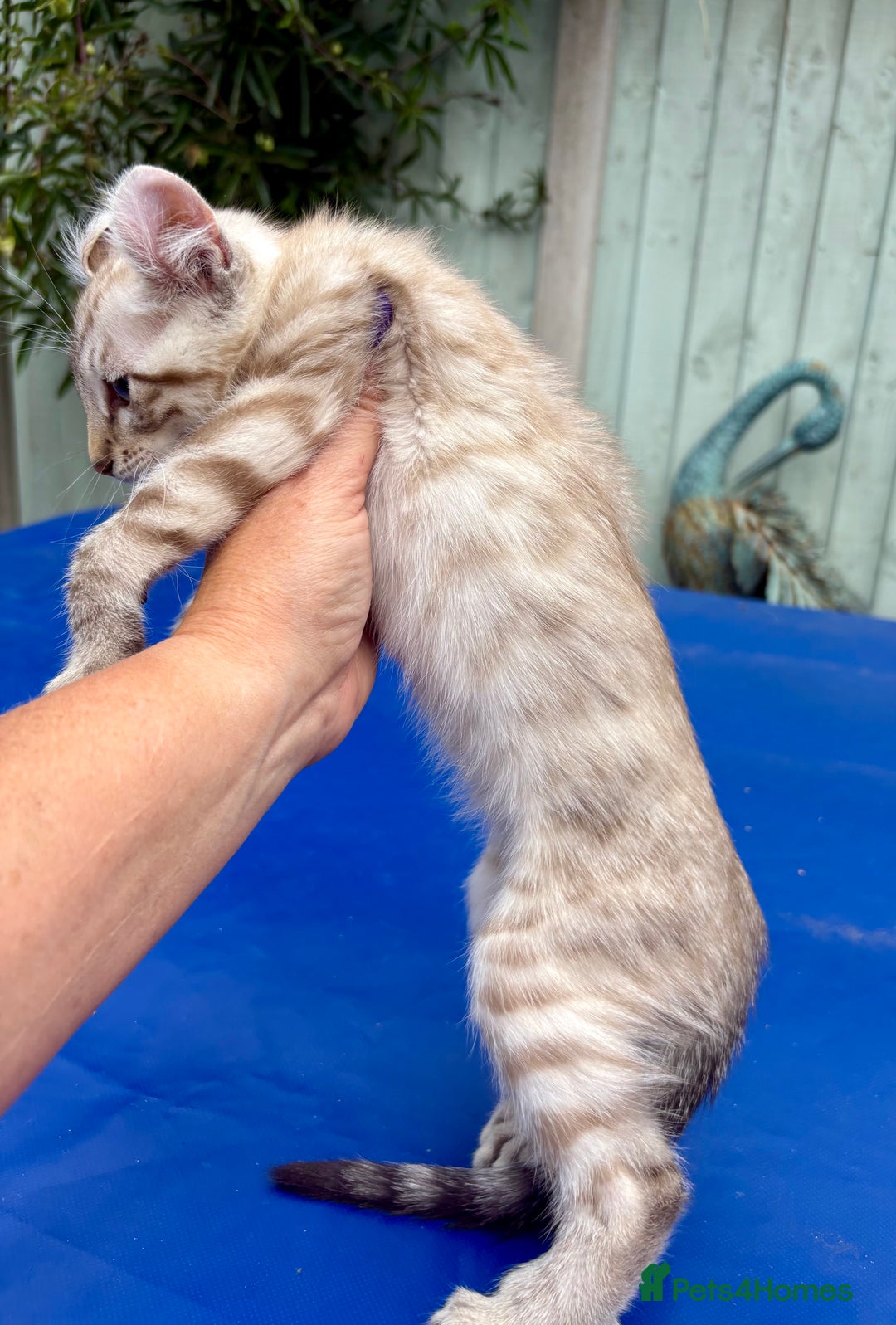 Keetso cats for sale: Super snow leopard girl  - Image 7