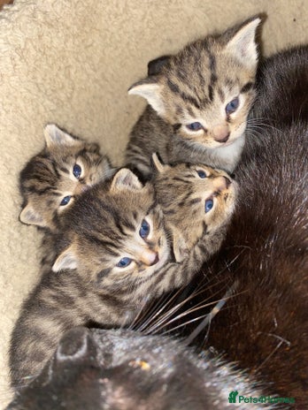 Mixed Breed cats Kittens for sale - Advert 4