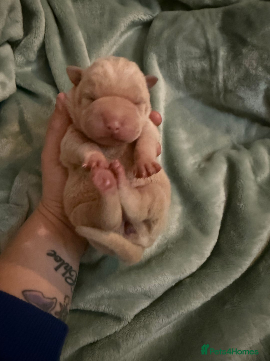 Shar Pei dogs for sale: Beautiful shar pei puppy’s 💜 - Advert 6