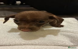 Mixed Breed dogs for sale: Patterdale/dashound pups - Advert 4