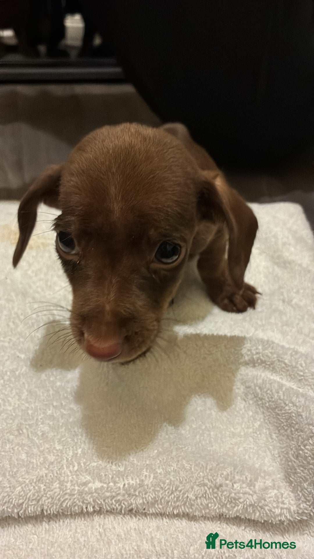 Mixed Breed dogs for sale: Patterdale/dashound pups - Advert 4