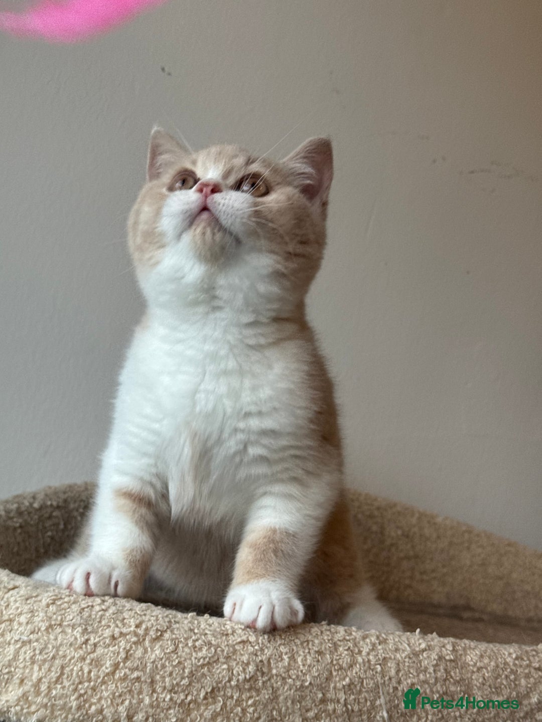 British Shorthair cats for sale: ChampionLine🏆🏆🏆Bicolour British Shorthair💙💙💖 - Advert 15