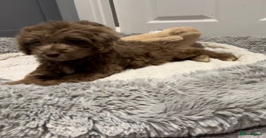 Cockapoo dogs 🩷READY TO LEAVE - Beautiful F1 Cockapoo pups  - Advert 12