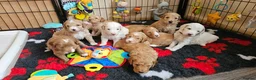 Labradoodle dogs for sale: Stunning Australian Labradoodles 🐾 - Advert 3