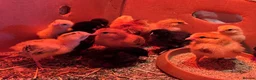 Chickens poultry for sale: Week Old Chicks (RIR, Leghorn, Orpington, Brahma) in Wimborne - Advert 3