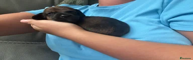 Puppy 4 - Male