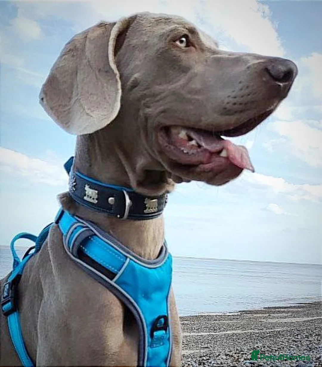 Weimaraner dogs for stud: 🌟Superb🌟Proven🌟Hip Scored🌟KC in Woodbridge - Advert 23