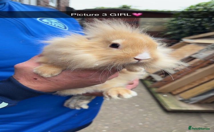 Lionhead rabbits - Advert 1
