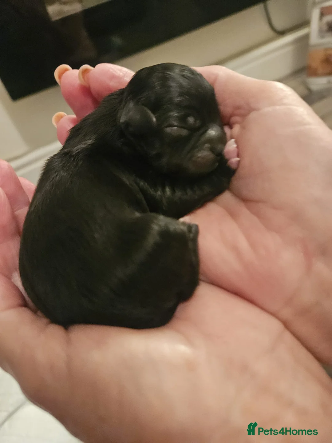 Lhasa Apso dogs for stud: Gorgeous proven pedigree Lhasa Apso for stud in Pontefract - Advert 17