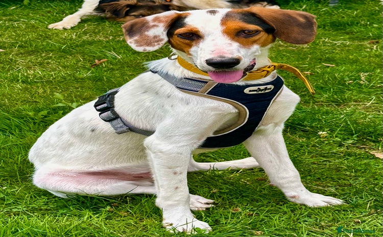 Foxhound dogs - Advert 1