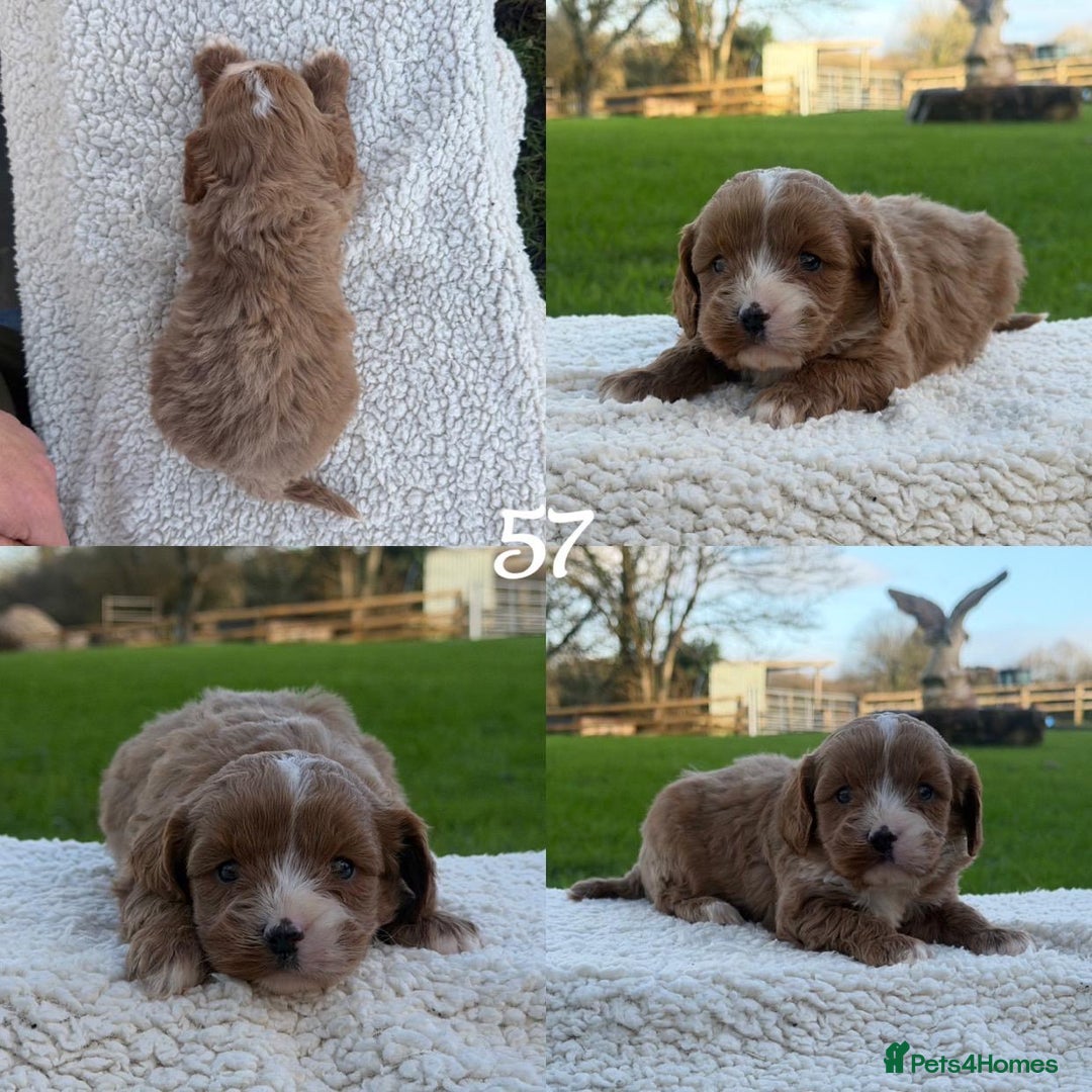 Cavapoo dogs for sale: Cavapoo Puppies - Advert 15
