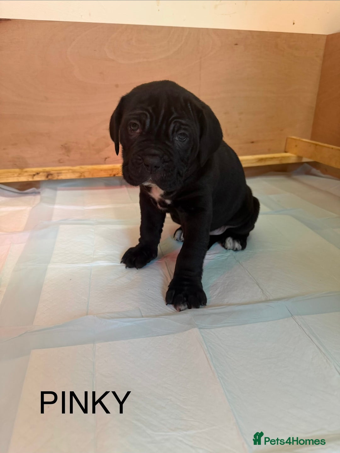 Cane Corso dogs for sale: *PRICE DROP* HUGE STUNNING FULL PEDIGREE FEMALES - Advert 16
