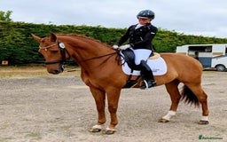 Danish Warmblood horses for sale: Ivan Beautiful Gelding sired by Cupido x Ultima - Image 9