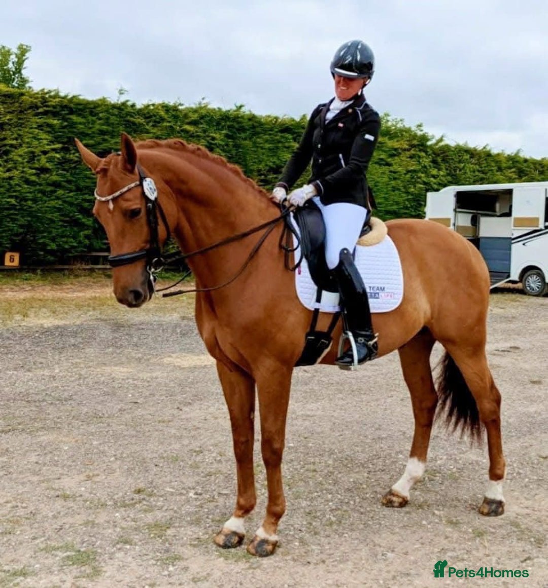Danish Warmblood horses for sale: Ivan Beautiful Gelding sired by Cupido x Ultima - Image 9