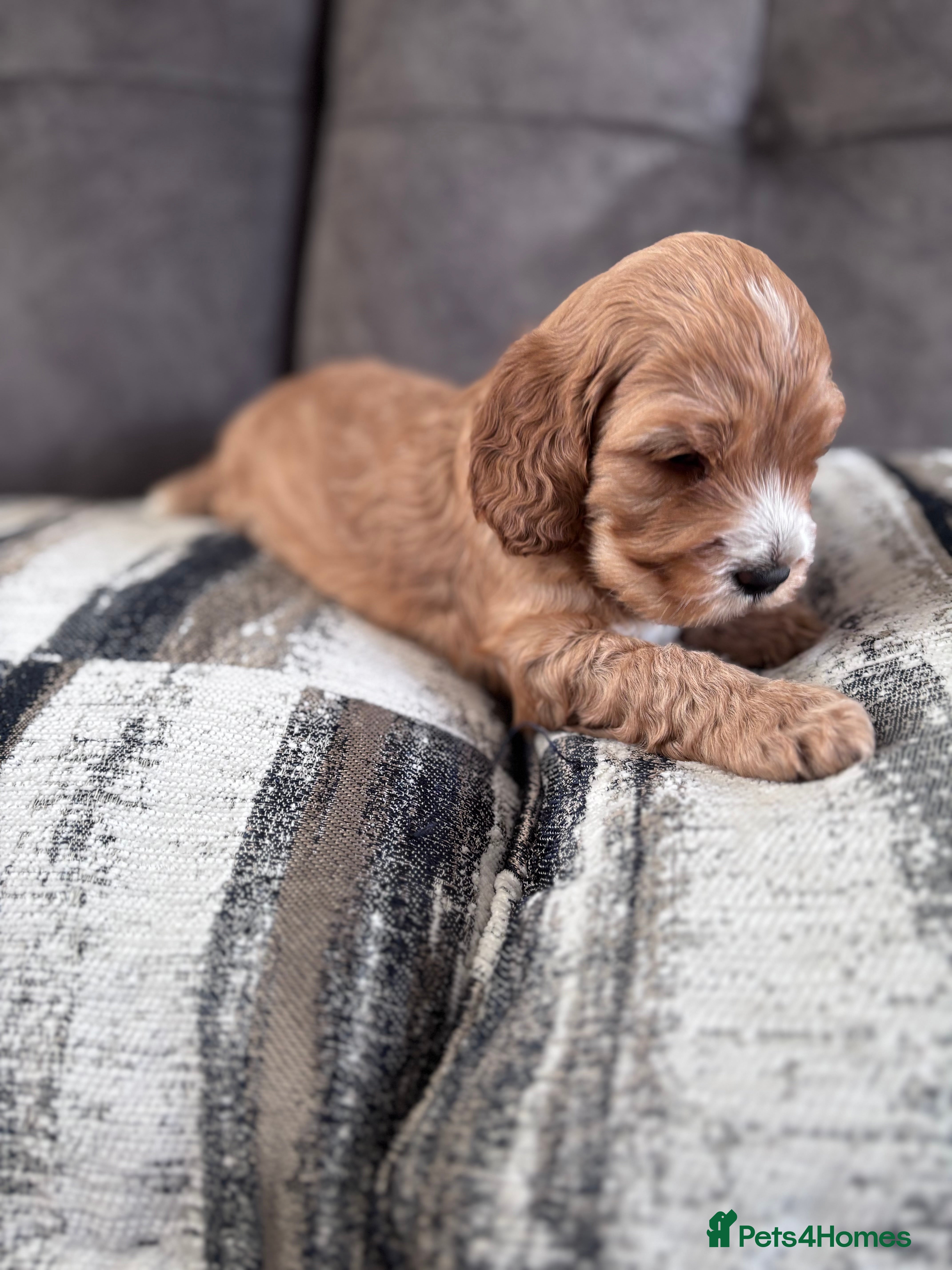 Cockapoo dogs F1 Cockapoo puppies - one little boy remaining  - Advert 6