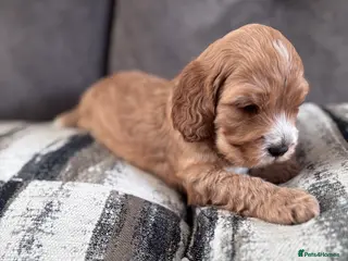 Cockapoo dogs F1 Cockapoo puppies - one little boy remaining - Advert 6